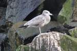 Japanmwe (Larus crassirostris) am 18.4.2010 im Tierpark Berlin.