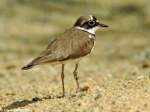 Fluregenpfeifer (Charadrius dubius) im Zoo Hluboka /Tschechien