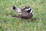 Keilschwanz-Regenpfeifer (Charadrius vociferus) beim Putzen.