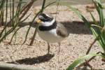 Sandregenpfeifer (Charadrius hiaticula) am 26.4.2010 im Vogelpark Stutensee-Friedrichstal.