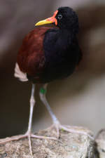 Ein Rotstirn-Blatthhnchen im Zoo Barcelona (Dezember 2011)