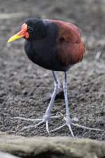 Rotstirn-Blatthhnchen (Jacana jacana) am 3.10.2010 im Bird Kingdom in Niagara Falls.