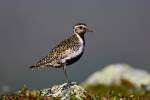 Goldregenpfeifer (Pluvialis apricaria) in Utsjoki/Nordfinland,Juli 2014