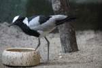 Schmiedespornkiebitz oder Waffenkiebitz (Vanellus armatus) am 4.6.2010 im Vogelpark Steinen.