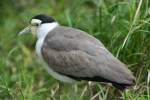 Soldatenkiebitz oder Maskenkiebitz (Vanellus miles)   in der asiatischen Freiflugvoliere im Leipziger Zoo.