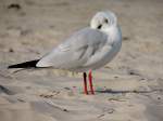 Mwe hlt am Strand von Binz ein Nickerchen; 140917