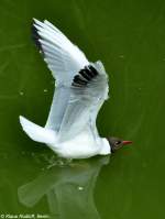 Lachmwe (Larus ridibundus).