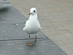 Bettelnde Mwe an der Binnenalster am 19.