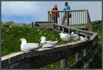 Rotschnabel-Mwen am Taiaroa Head bei Dunedin, Neuseeland.