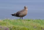  Diese Raubmwe, mit Namen Skua, mit einer Flgelspannweite von bis zu 1,50 m, gesehen im sdstlichen Island im August 2013.