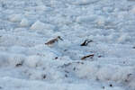 Sanderling im gecrashtem Ostseeeis.
