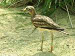 Eurpischer Triel (Burhinus oedicnemus oedicnemus) im Zoo Hluboka /Tschechien