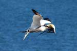 Ein Basstlpel im Flug ber den Lummenfelsen von Helgoland; 06.06.2015