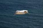 Basstlpel im Flug ber dem Lummenfelsen von Helgoland; 07.06.2015