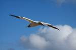 Basstlpel im Flug ber dem Lummenfelsen von Helgoland; 07.06.2015