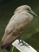 Ein Hammerkopf oder auch Schattenvogel im Zoom Gelsenkirchen.