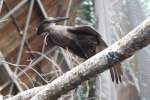 Hammerkopf oder Schattenvogel (Scopus umbretta) am 25.9.2010 im Toronto Zoo.