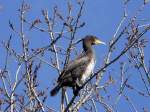 Ein Kormoran auf einem Baum in ca.