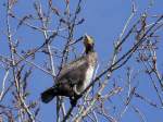 Ein Kormoran auf einem Baum in ca.