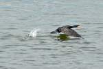 Kormoran beim Start vom Rhein bei Bad Breisig - 02.05.2015