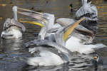 Jede Menge Pelikane und ein Kormoran warten auf  fliegende Fische  im Tiergarten Schönbrunn.