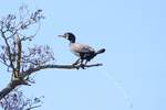 Ein Kormoran entleert sich auf einem Baum ber dem Feuersee in Murrhardt.