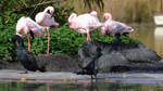 Flamingos & Kormorane Ende Oktober 2013 im Zoom Gelsenkirchen.