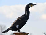 Eine Kormoran whrend einer kleinen Pause.