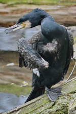 Ein Kormoran Anfang April 2017 im Zoo Dresden.