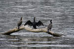 Ein Trio Kormorane pausiert auf einem Ast im Rhein bei Unkel.