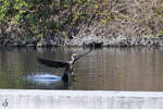 Ein Kormoran im Landeanflug.