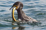 Ein Kormoran hat einen Aal gefangen.