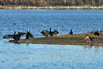 Vogelinsel im Zlpicher See mit Kormoranen und Nilgnsen - 19.01.2022