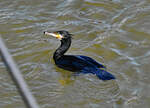 Kormoran schwimmt im Rhein bei Bonn - 17.04.2022