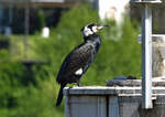 Kormoran am Rheinufer in Bonn - 17.04.2022