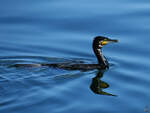 Ein Kormoran schwamm Mitte August 2023 im Sassnitzer Hafenbecken.