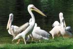 Pelikangruppe im Nrnberger Tiergarten, aufgenommen am 27.7.2011