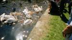 Pelikanftterung im Tierpark Cottbus