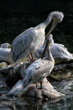 Krauskopfpelikan (Pelecanus crispus) am 26.6.2010 im Leipziger Zoo.