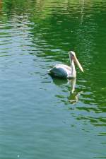 Pelikan im Allwetterzoo (MNSTER/Deutschland, 24.05.2001) -- Foto eingescannt