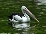 Brillenpelikan oder Australischer Pelikan (Pelecanus conspicillatus) im Tierpark Berlin