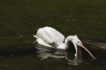 Rosapelikan (Pelecanus onocrotalus) auf Fischzug.