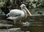 Rospelikan (Pelecanus onocrotalus) im Tierpark Cottbus (August 2015).