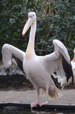 Ein Rosapelikan im Burgers' Zoo Arnheim.