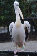 Ein Rosapelikan im Burgers' Zoo Arnheim.