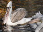 Ein Pelikan hat einen  fliegenden Fisch  erhascht.