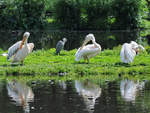 Die Insel der Rosapelikane Anfang Juli 2010 im Zoo Schwerin.