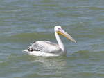 Ein Rosapelikan ( Pelecanus onocrotalus ) auf dem Tanasee bei Bahir Dar in thiopien am 20.4.2019