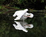 Pelikan bei der Gefiederpflege am 05.10.2020 im Weltvogelpark Walsrode.