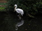 Pelikan im Weltvogelpark Walsrode am 05.10.2020.